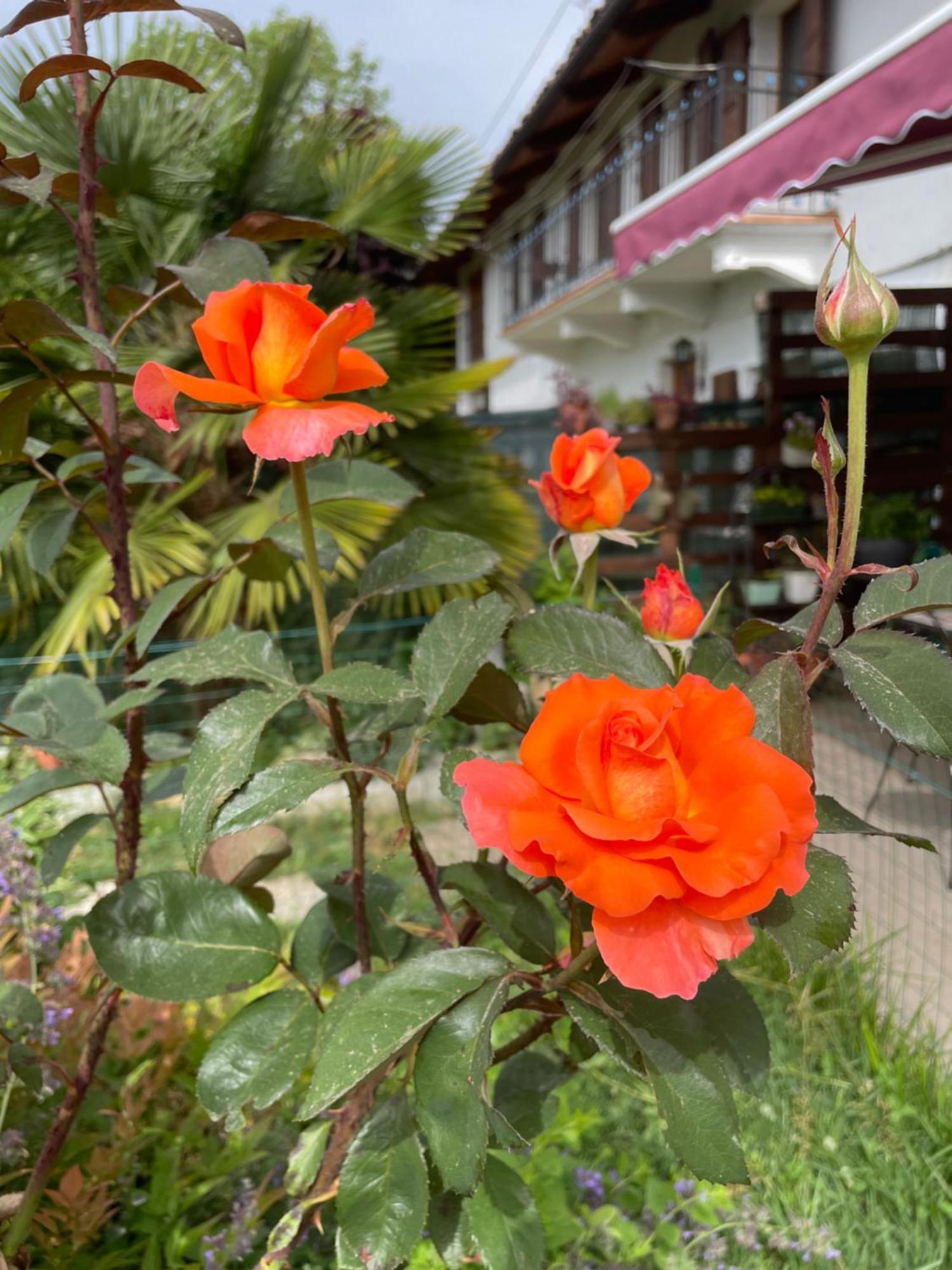 卡希纳德丽芙雷利住宿加早餐旅馆 Capriglio 外观 照片