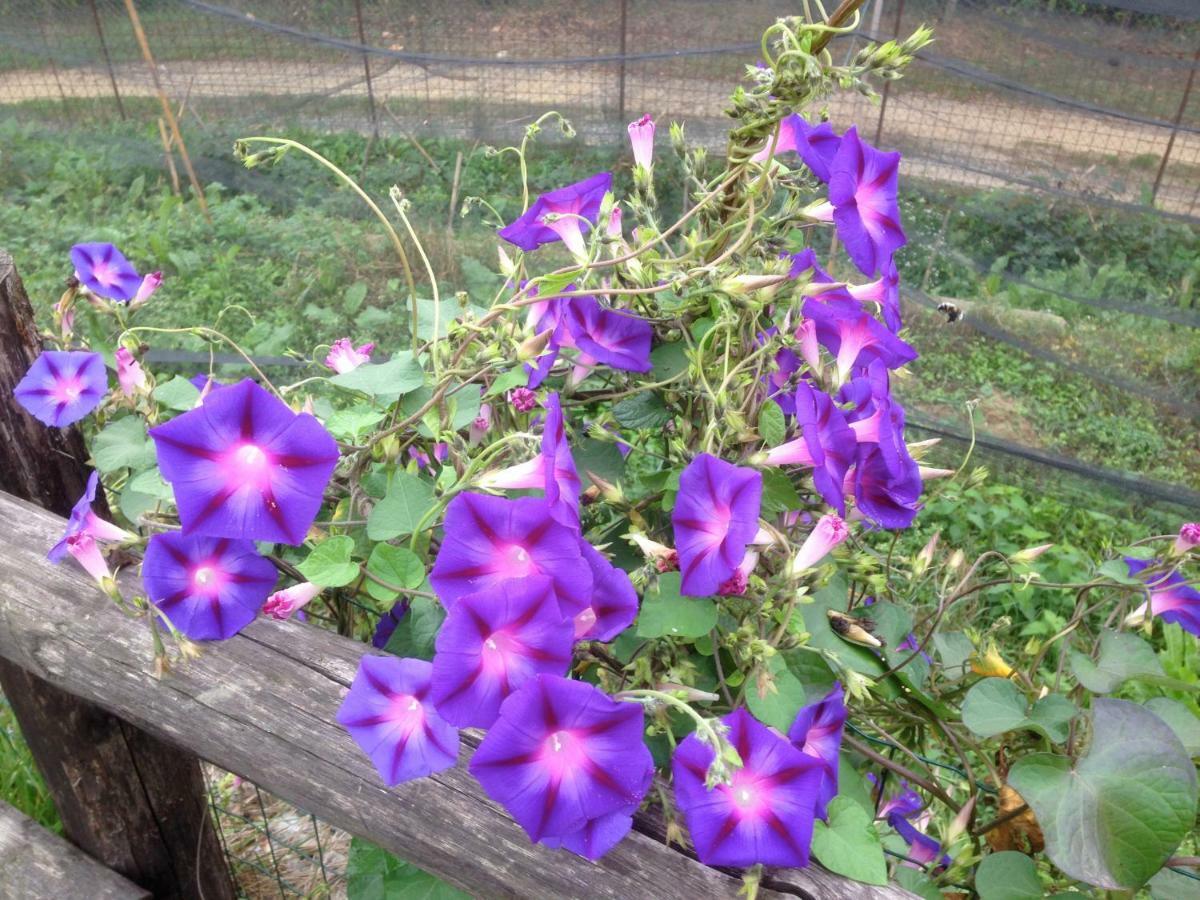 卡希纳德丽芙雷利住宿加早餐旅馆 Capriglio 外观 照片